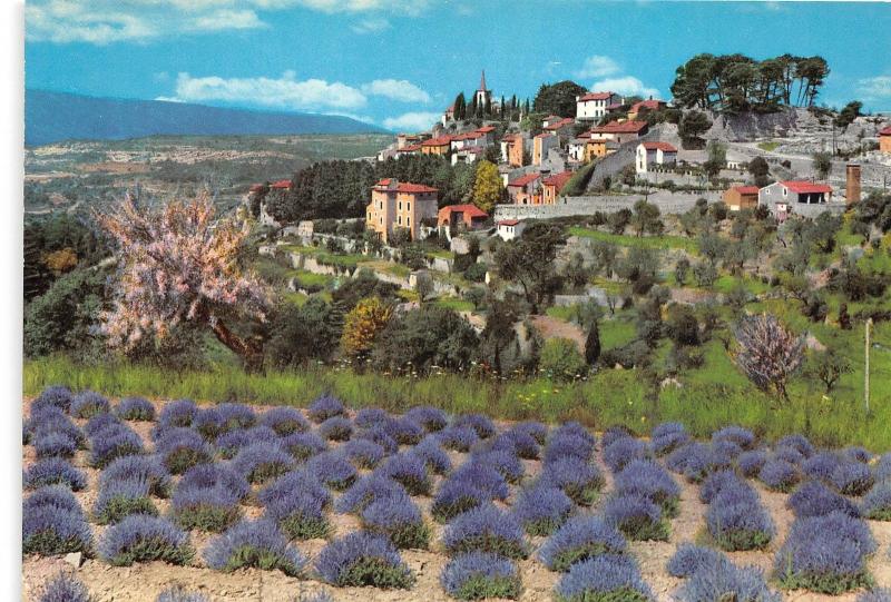 BR4570 Vieux village et champ de lavande provence fleurs flowers  france