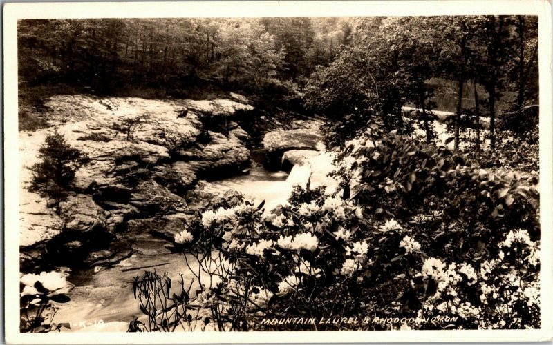 RPPC Mountain Laurel & Rhododendron, Pub. Chattanooga TN Vintage Postcard K24