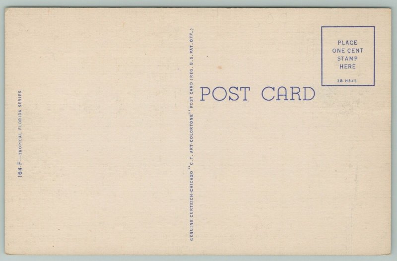 Florida~Moonlight Scene~1940s Linen Postcard