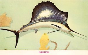 Sailfish Fish / Sea Mammals Unused 