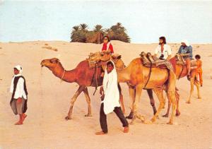 BG21449  camel types folklore tunisia chameau