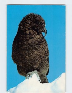 Postcard Kea, New Zealand's Mountain Parrot, New Zealand