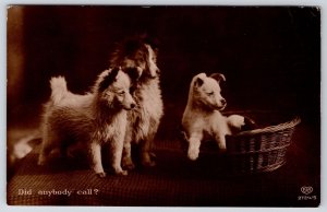 1950's Cute Dogs Thick White Furs Basket Animal Posted Postcard