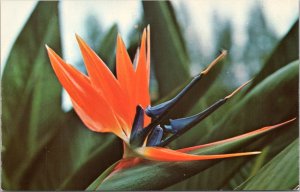 Postcard FL St. Petersburg- Bird of Paradise at Florida's Sunken Gardens