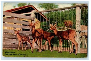 1910 Antelopes Lincoln Park Chicago Illinois IL Posted Antique Postcard 