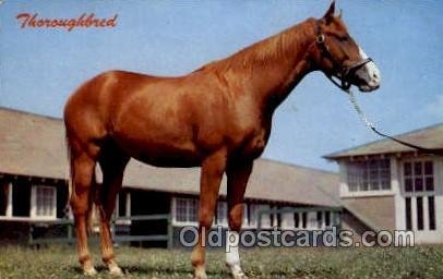 Thoroughbred Horse Unused 