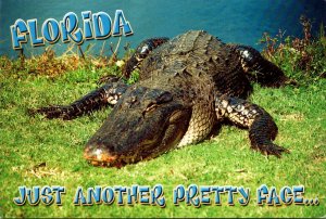 Florida Alligator Just Another Pretty Face Workin' On My Tan
