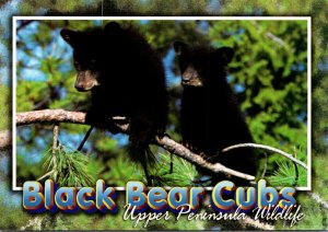 Black Bear Cubs Michigan Upper Pennsula Wildlife