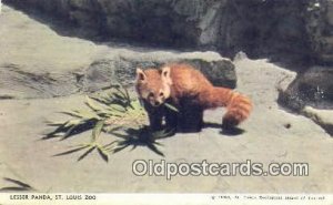 Lesser Panda, St. Louis Zoo USA Bear writing on back water stain on back, lig...