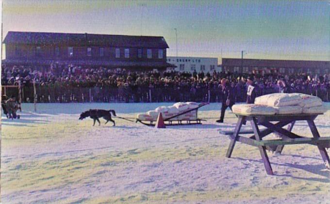 Canada Yukon Whitehorse One Dog Pull Contest In Yukon Sourdough Rendezvous