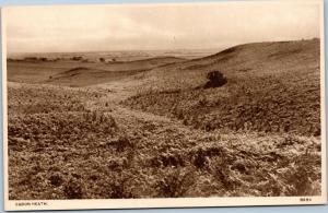 postcard England Dorset Egdon Heath - Borough Series