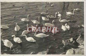 Postcard Modern Lake Geneva Swans