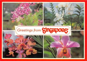 us8151 greetings from singapore