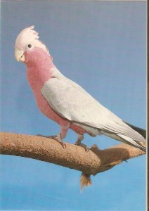 Parrot bird.  Nice modern Spanish photo postcard