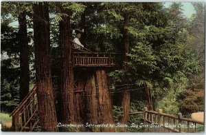 C.1910 Lonesome Yet Surrounded By Giants, Santa Cruz, CA Postcard P125