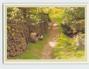 Postcard Herdwick Sheep, England