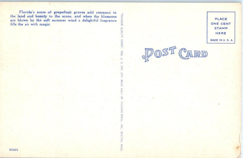 1930-1945 Grapefruit & Blossoms, Florida