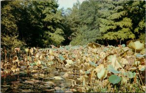 Texas Huntsville Lily Pond In Sam Houston Park