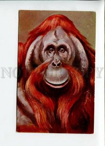 3157088 Hunt Monkey ORANGUTAN by DONADINI vintage colorful PC