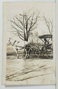 RPPC Man Posing in his Horse & Buggy Real Photo Pretty White Horse Postcard P5