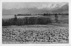 Flathead Lake Montana Wintering Sheep on the Shore Real Photo Postcard AA44503