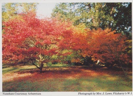 Nuneham Courtenay Arboretum Oxfordshire Womens Institute Postcard