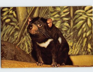 Postcard The Tasmanian Devil Brookfield Zoo Chicago Illinois USA