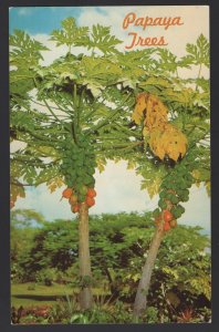 Hawaii Papaya Trees Delicious Tropical Fruit grows everywhere ~ Chrome
