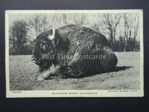 EUROPEAN BISON Whipsnade Park Zoological Society Old Postcard Photo by F.W. Bond