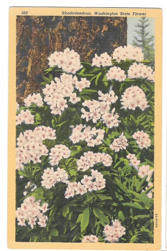 Rhododendron Washington State Flower Vtg Linen Postcard WA