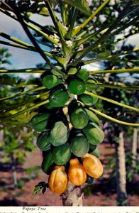 Hawaii Native Papaya Tree Bearing Fruit