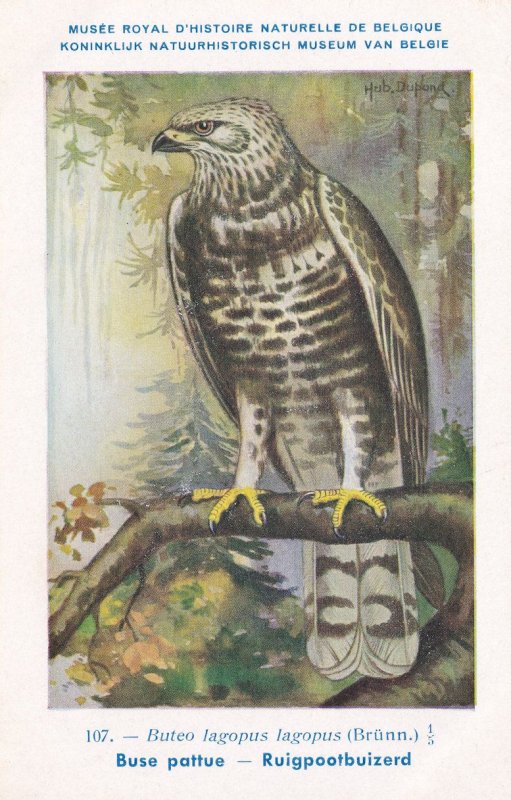 Rough Legged Hawk Buteo Iagopus WW2 Antique Bird Postcard