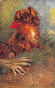 Raphael Tuck Pet Dogs # 9639 Pekin Spaniel Signed Drummond Postcard