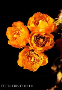 Cactus Buckhorn Cholla Bloom