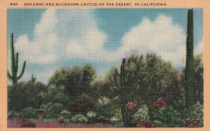 CALIFORNIA, 1930-1940s; Sahuaro And Buckhorn Cactus On The Desert