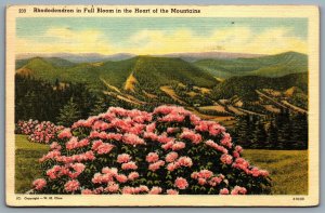 Postcard c1950 Rhododendron in Full Bloom In The Heart Of The Mountains WM Cline