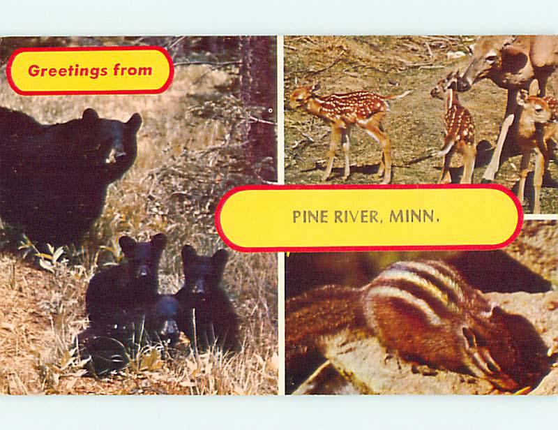 Unused Pre-1980 BLACK BEAR & DEER & CHIPMUNK Pine River MN t4698