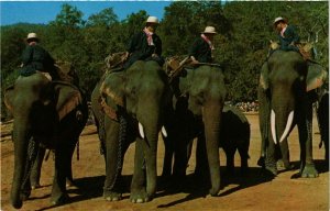 CPM AK THAILAND Elephants preparing for a parade in Thailand (344203)