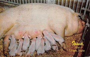Iowa, Pork State Pig Nursing Babies West Amana, Iowa  