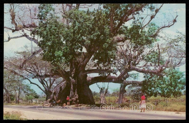 Tom Cringle's Cotton Tree - Near Spanish Town, Jamaica