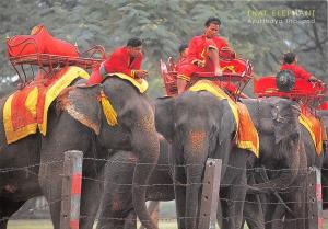 B8972 Elephants Thailand