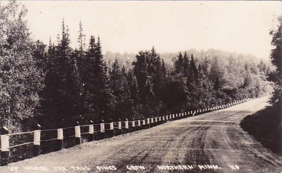 Up Wjere The Tall Pines Grow Northern Minnesota Real Photo