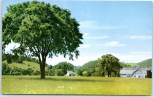 Postcard - Elm on a Vermont farm - Vermont