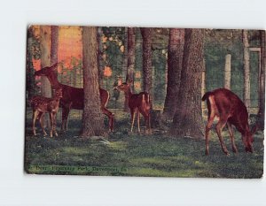 Postcard Deer Fejervary Park, Davenport, Iowa, USA