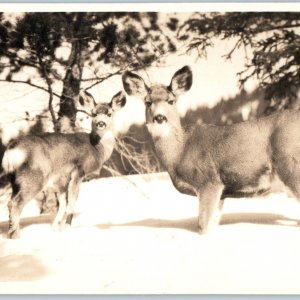 c1930s Canada Lovely Deer RPPC Cute Animal Byron Harmon Banff Real Photo A193