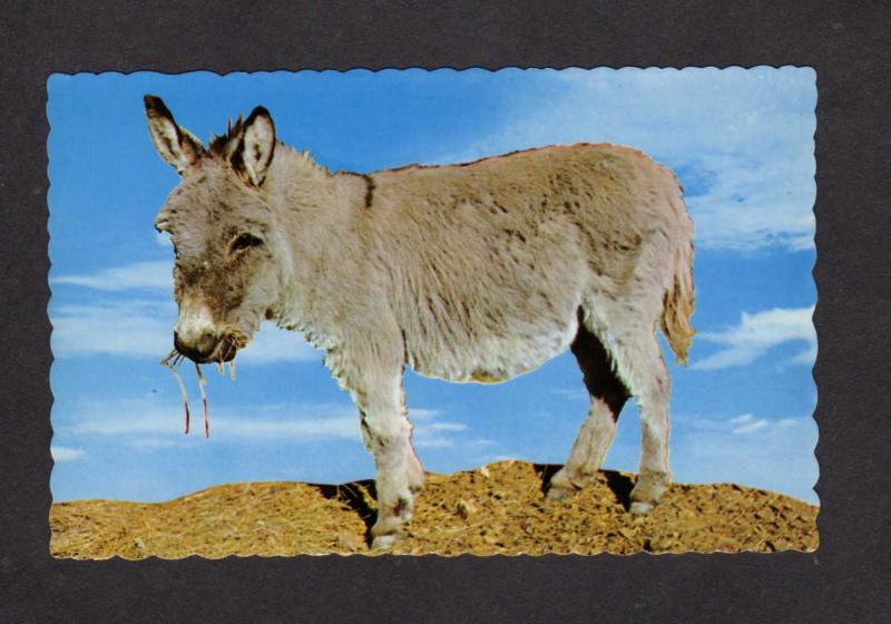 Baby Burro Mule Mules Rocky Mountain Canary Postcard Donkey  Postcard