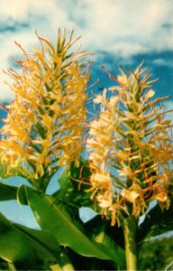 Hawaii Flowers Kahili Ginger