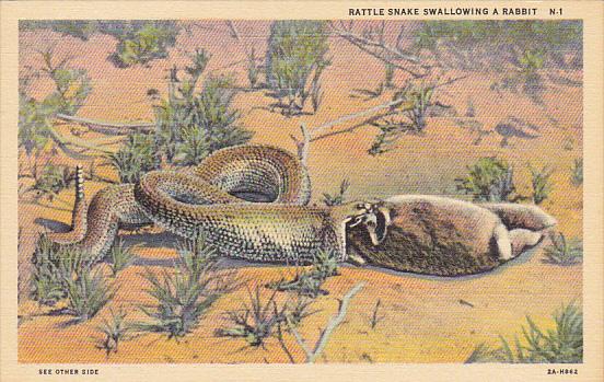 Rattlesnake Swallowing A Rabbit Curteich