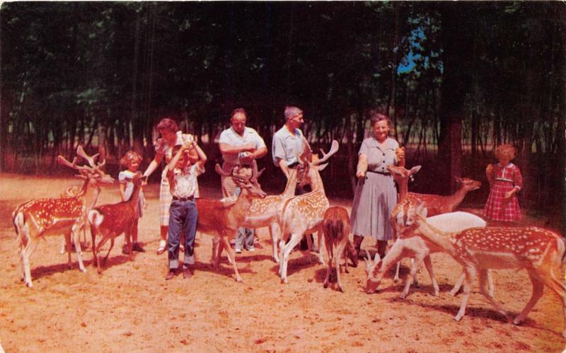 COLOMA MICHIGAN DEER FOREST~PAW PAW LAKES~POSTCARD 1956 RECOGNIZE ANYONE?