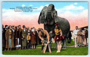 SARASOTA, FL  Winter Quarters Ringling Brothers Circus ELEPHANT MANICURE c1940s